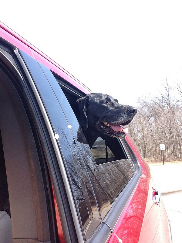 fabricsandflowers.blogspot.com