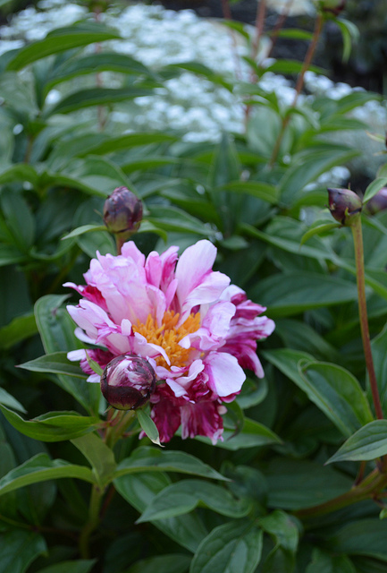 fabricsandflowers.blogspot.com