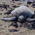 Taking it on the Road: the Islands