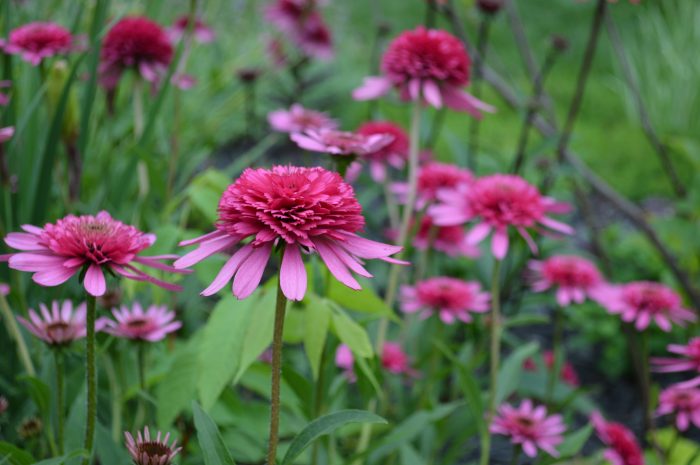 Pink Cone Flowers