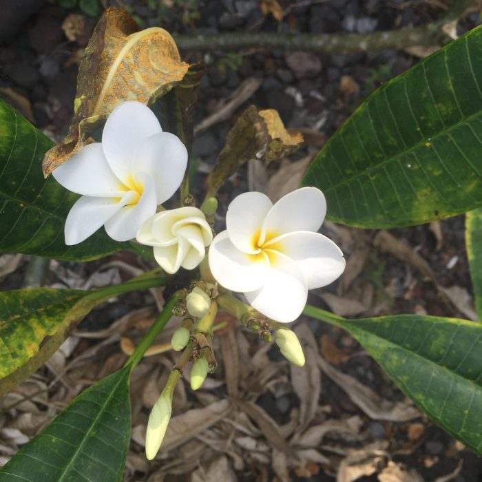 Plumeria flowers, big Island of Hawaii