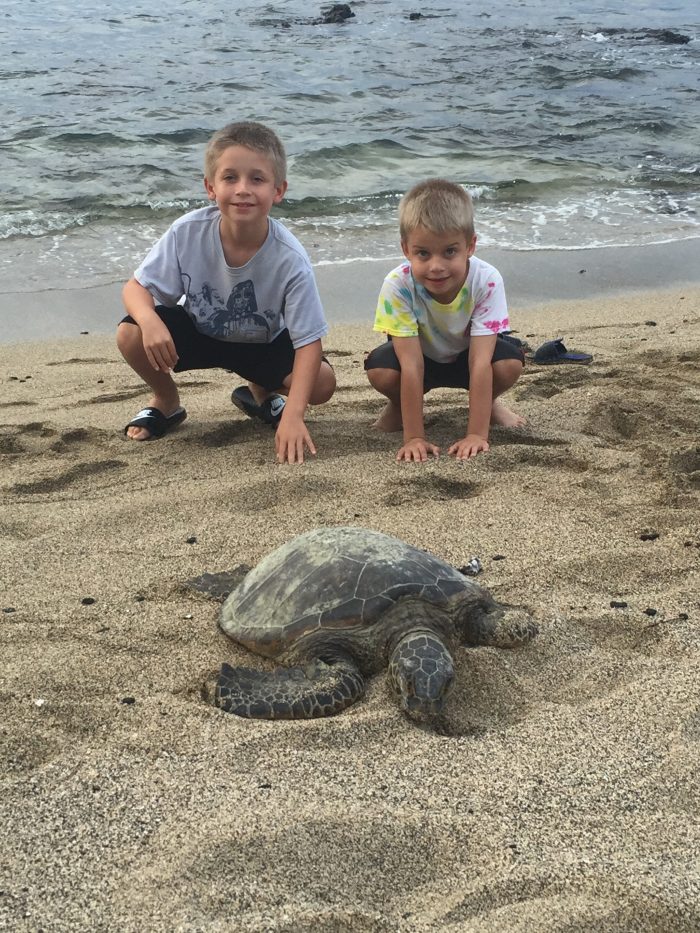 Lava Lava Beach and Sea Turtle, big Island of Hawaii