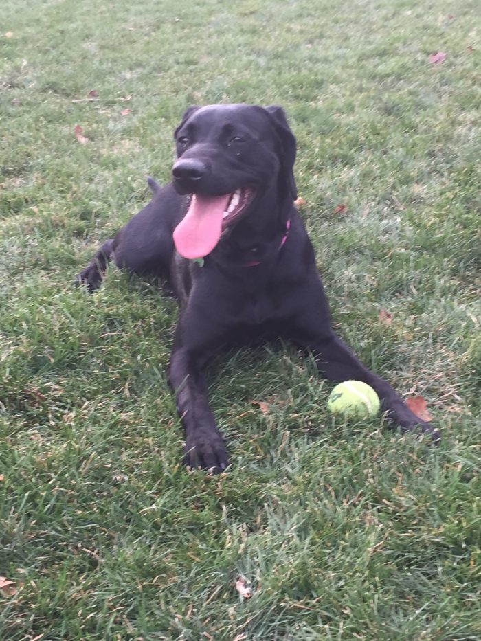 Black labrador puppy with tennis ball